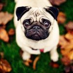 Mops eller Pug Pugs!