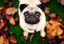 Mops eller Pug Pugs!