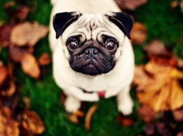 Mops eller Pug Pugs!