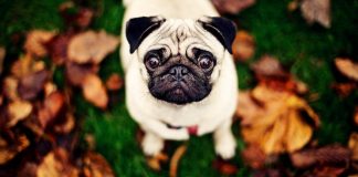 Mops eller Pug Pugs!