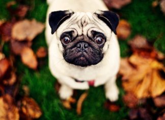 Mops eller Pug Pugs!