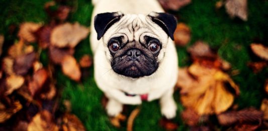 Mops eller Pug Pugs!