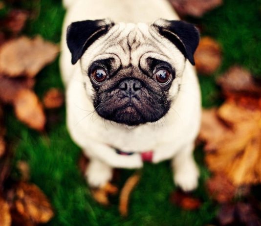 Mops eller Pug Pugs!