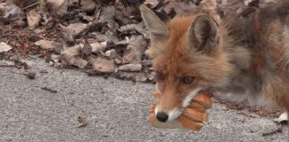 Sulten Russisk Rev Fra Tjernobyl Lager XL Sandwich