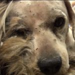 Se den hjemløse løshunden Benji bli forvandlet til ettertraktet omplasseringshund av Hope For Paws!