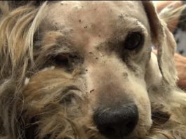Se den hjemløse løshunden Benji bli forvandlet til ettertraktet omplasseringshund av Hope For Paws!