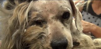 Se den hjemløse løshunden Benji bli forvandlet til ettertraktet omplasseringshund av Hope For Paws!