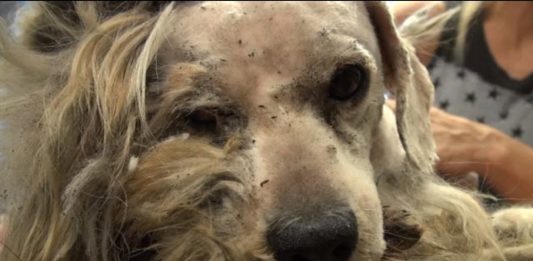 Se den hjemløse løshunden Benji bli forvandlet til ettertraktet omplasseringshund av Hope For Paws!