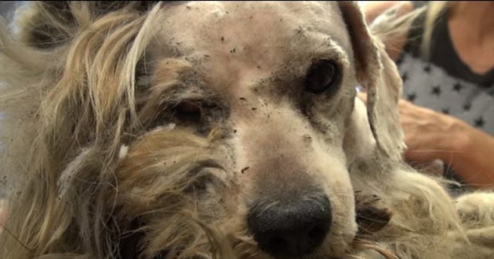 Se den hjemløse løshunden Benji bli forvandlet til ettertraktet omplasseringshund av Hope For Paws!